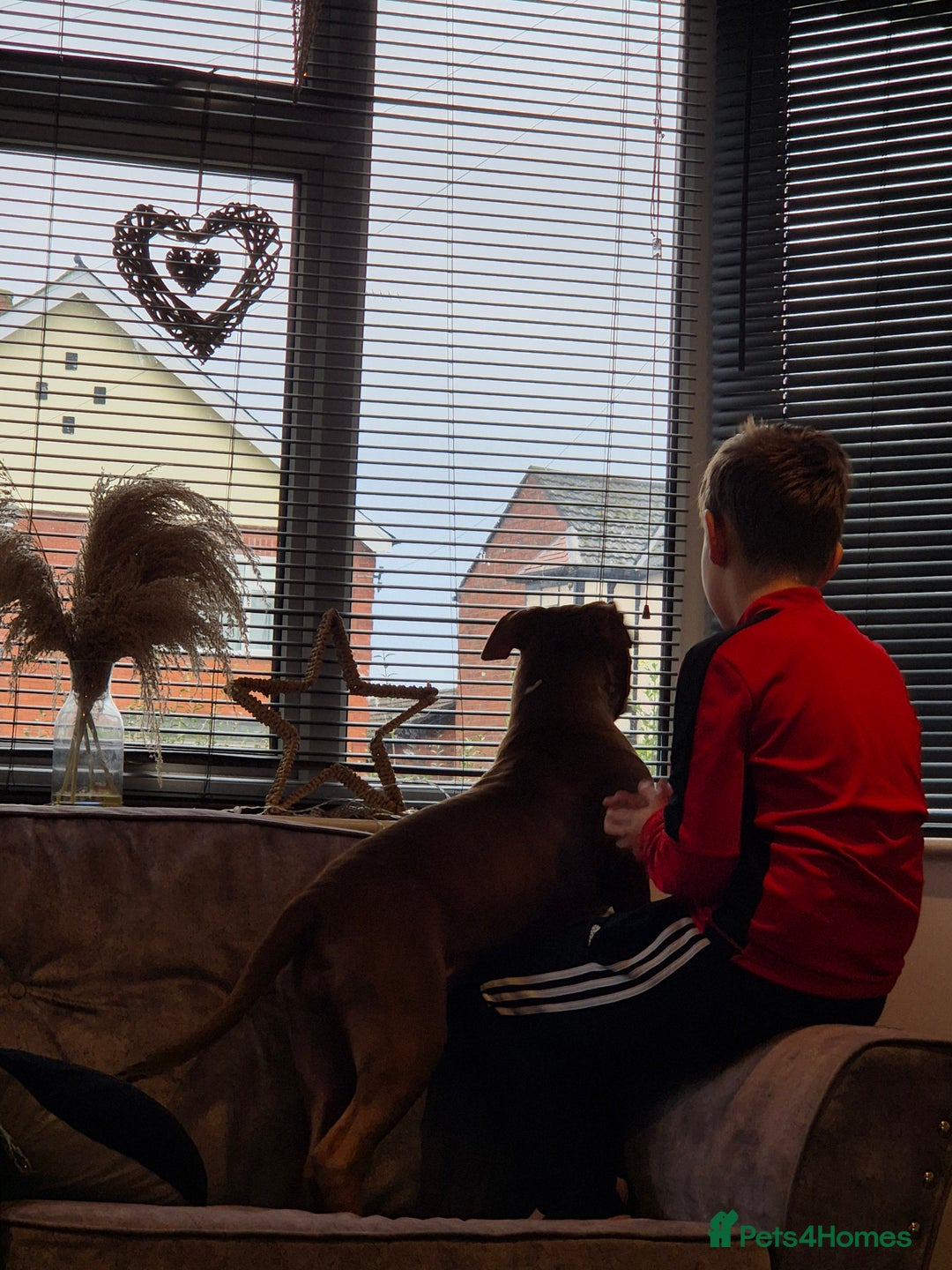 Mixed Breed dogs for sale: Honey is looking for the perfect home 💜 - Advert 5