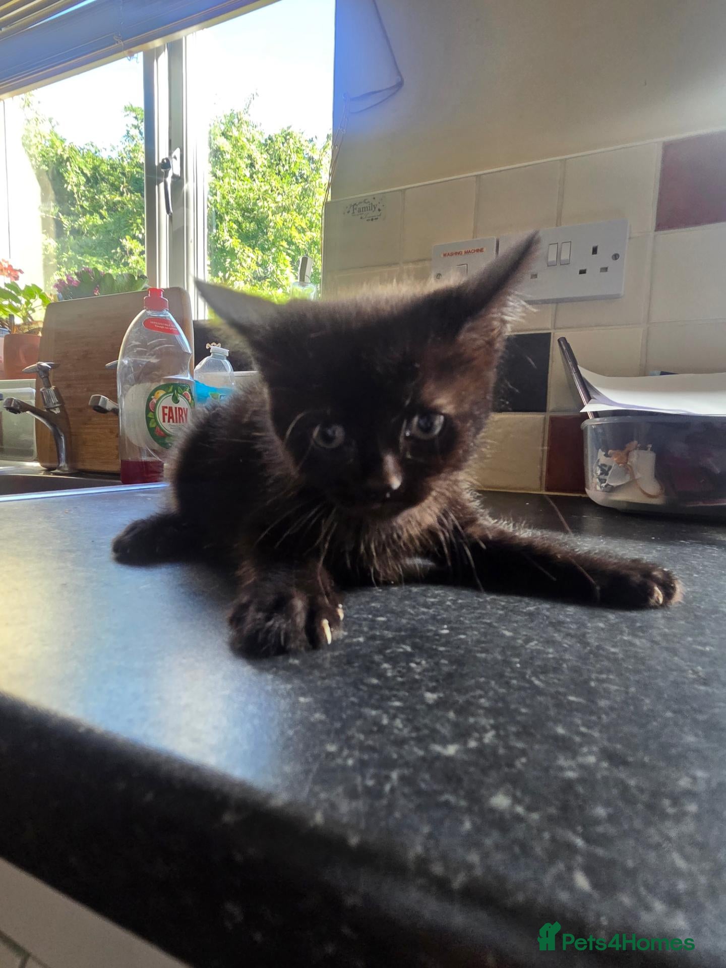 Mixed Breed cats Kittens for sale to a good home... - Advert 2