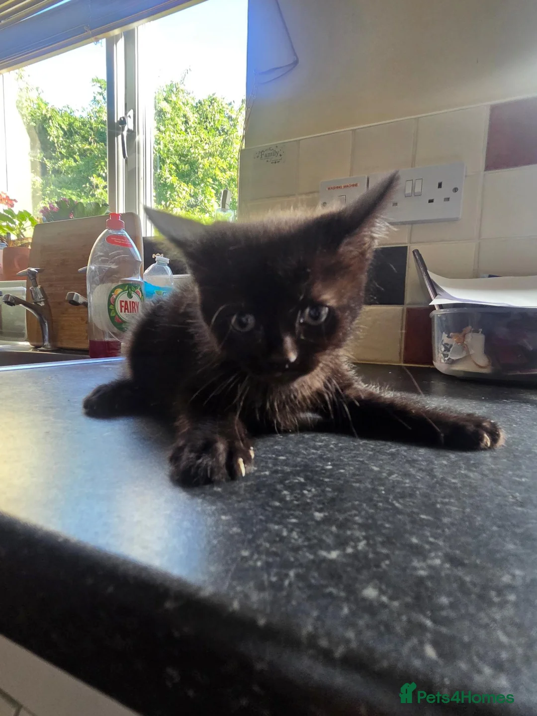 Mixed Breed cats for sale: Kittens for sale to a good home... in Newark - Advert 1