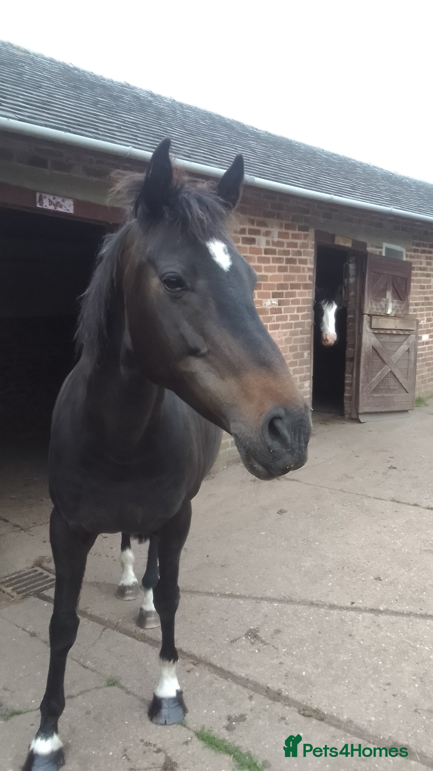 Irish Sports horses FOR SALE in Swadlincote - Advert 15