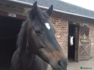 Irish Sports horses FOR SALE in Swadlincote - Advert 15