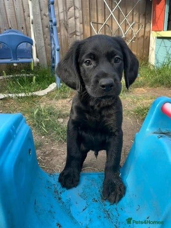 Springador Dogs Breed - Information, Temperament, Size & Price | Pets4Homes