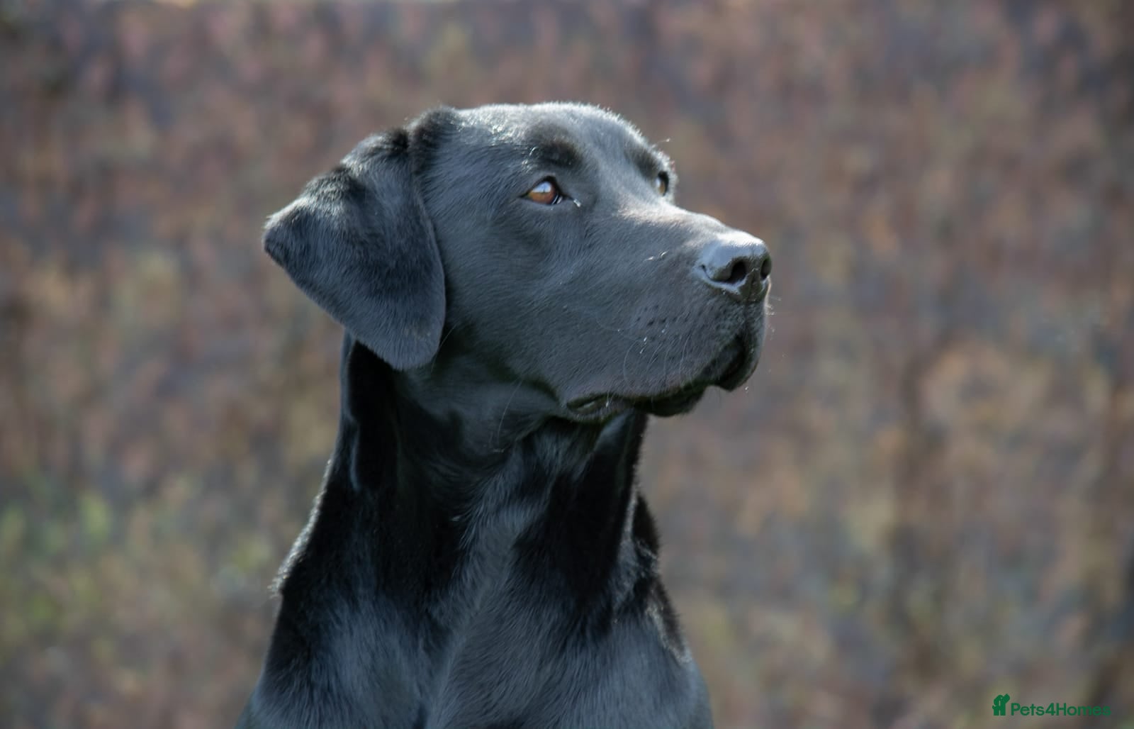 Labrador Retriever dogs Handsome hunter for stud (well proven) in Alfreton - Advert 5
