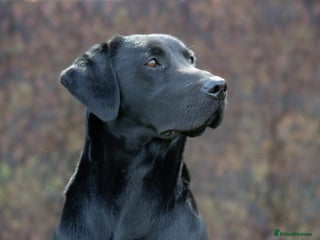 Labrador Retriever dogs in Alfreton - Advert 17