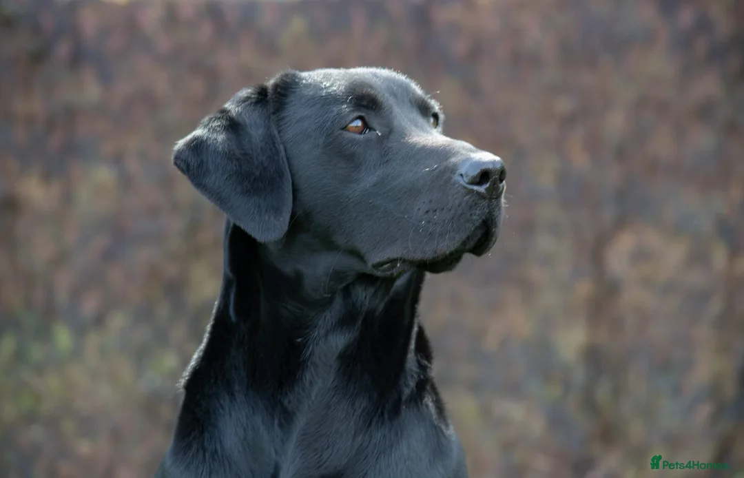 Labrador Retriever dogs for stud: Handsome hunter for stud (well proven) in Alfreton - Advert 1