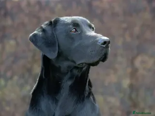 Labrador Retriever dogs Handsome hunter for stud (well proven) in Alfreton - Advert 6