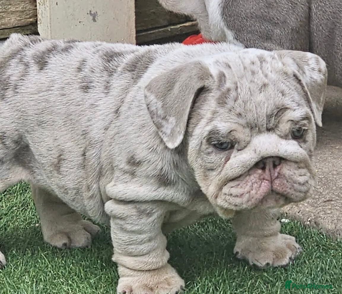 English Bulldog dogs Beautiful English bulldog puppies - Advert 1