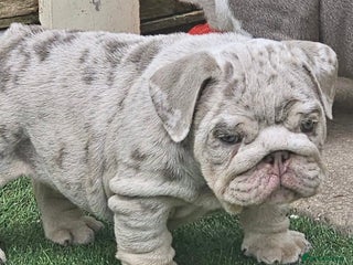 English Bulldog dogs Beautiful English bulldog puppies - Advert 1