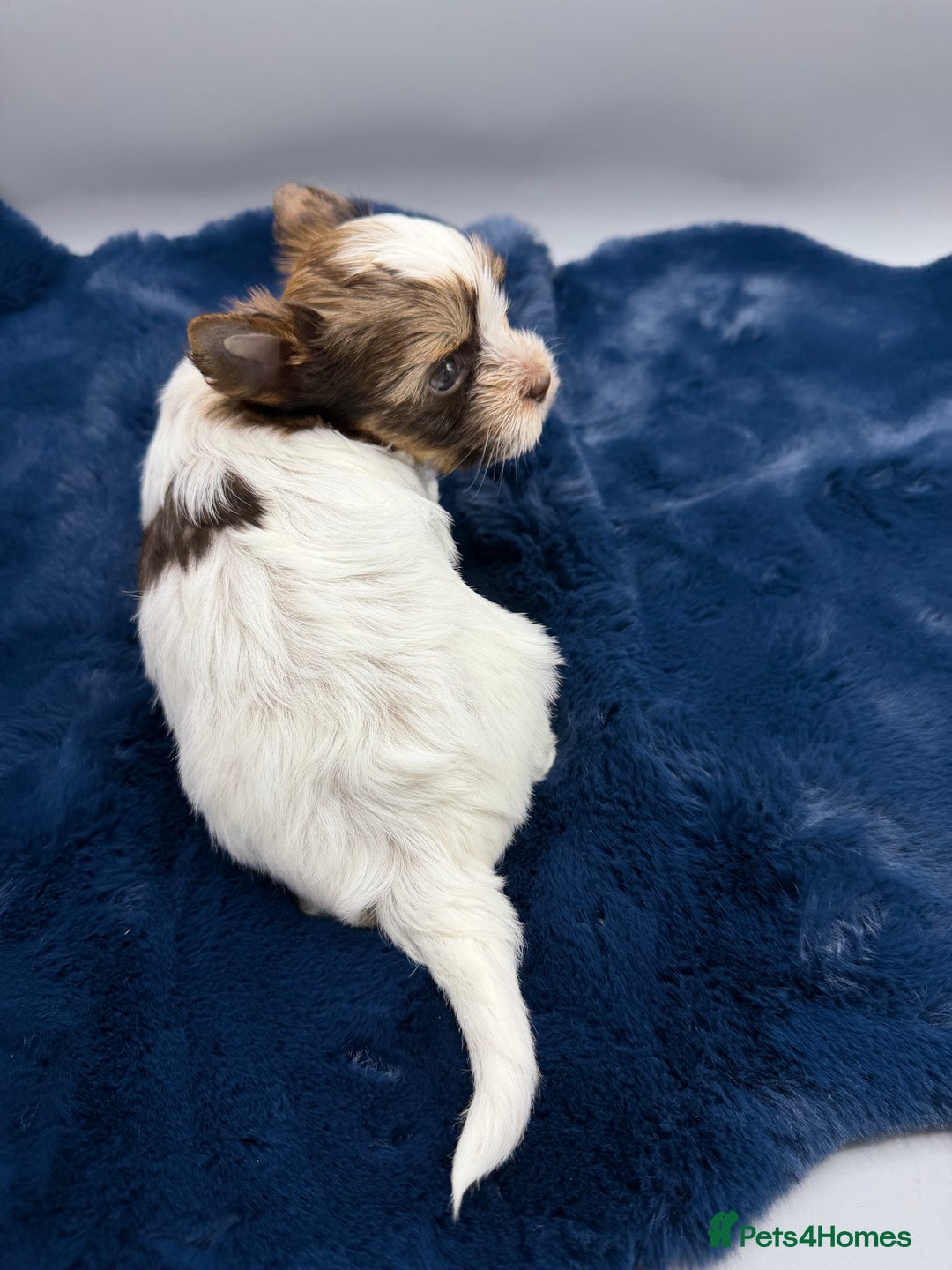 Yorkshire Terrier dogs for sale:  New Litter of Exotic Colourful Yorkshire Terriers - Image 11
