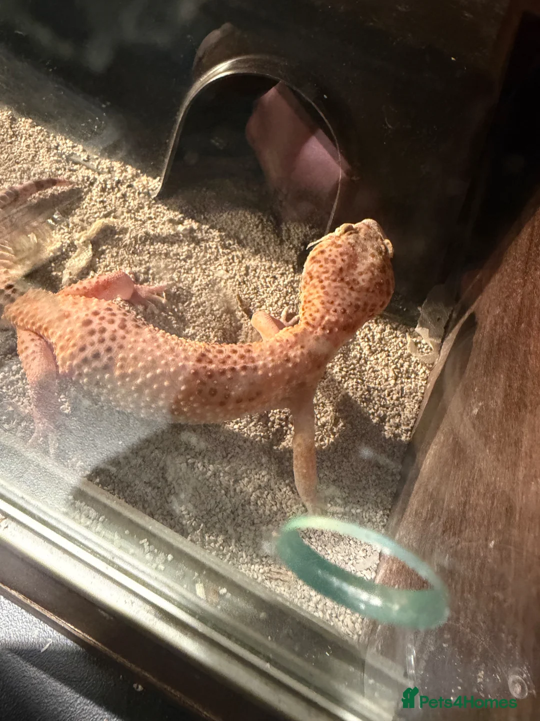 Leopard Gecko reptiles for sale: Leopard gecko with vivarium FREE - Advert 1