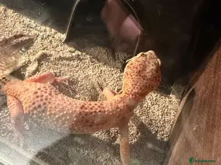 Leopard Gecko reptiles Leopard gecko with vivarium FREE - Advert 10