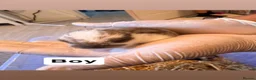 French Lop rabbits for sale: French lop babies  in Dudley - Advert 7