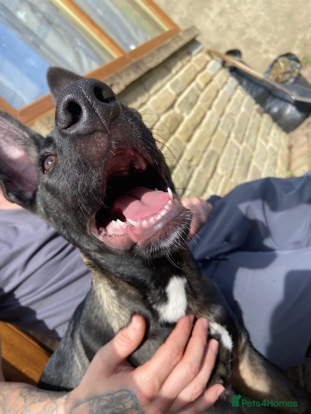 Mixed Breed dogs for sale: Staffy x Akita x ridgeback Girl  - Image 11
