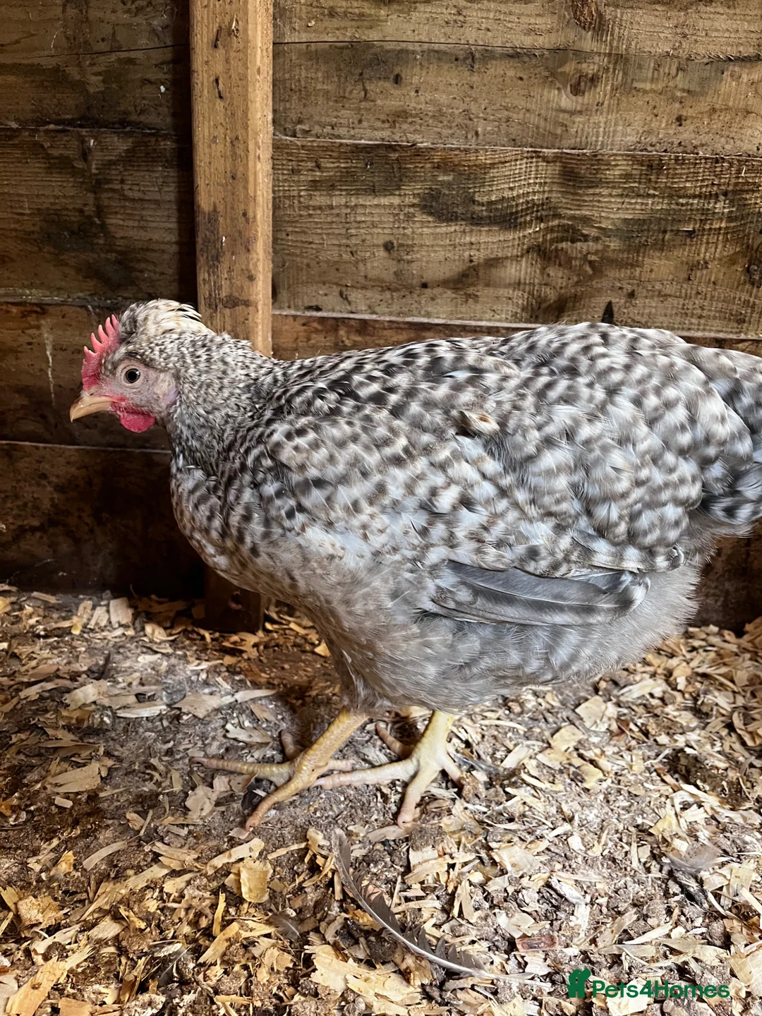 Chickens poultry for sale: 2 x free Cream legbar Cockerels  - Advert 2
