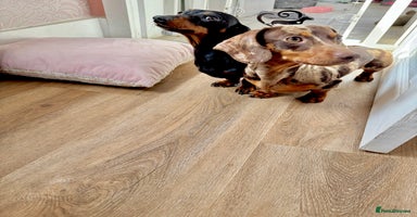 Miniature Dachshund dogs in Accrington - Advert 4