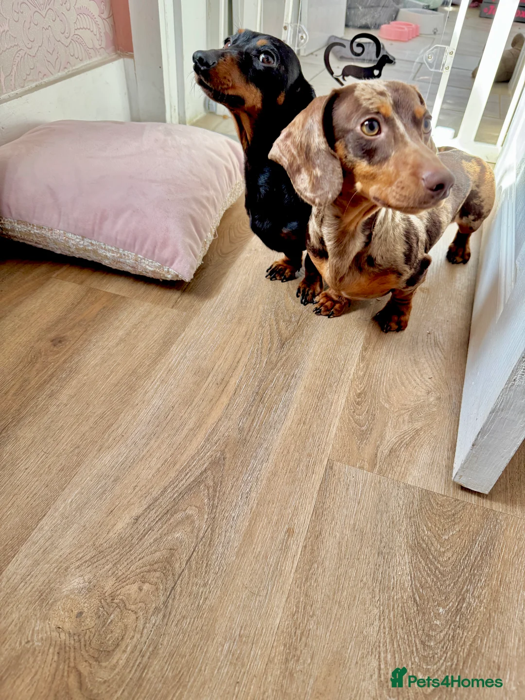 Miniature Dachshund dogs for stud: 🩵🧡 Very small mini Kc full Health tested 🩵🧡 in Accrington - Advert 7