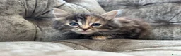 Mixed Breed cats for sale: Long haired female kittens  - Advert 13