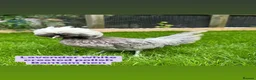 Chickens poultry for sale: Bantam hens at point of lay in Colchester - Advert 14