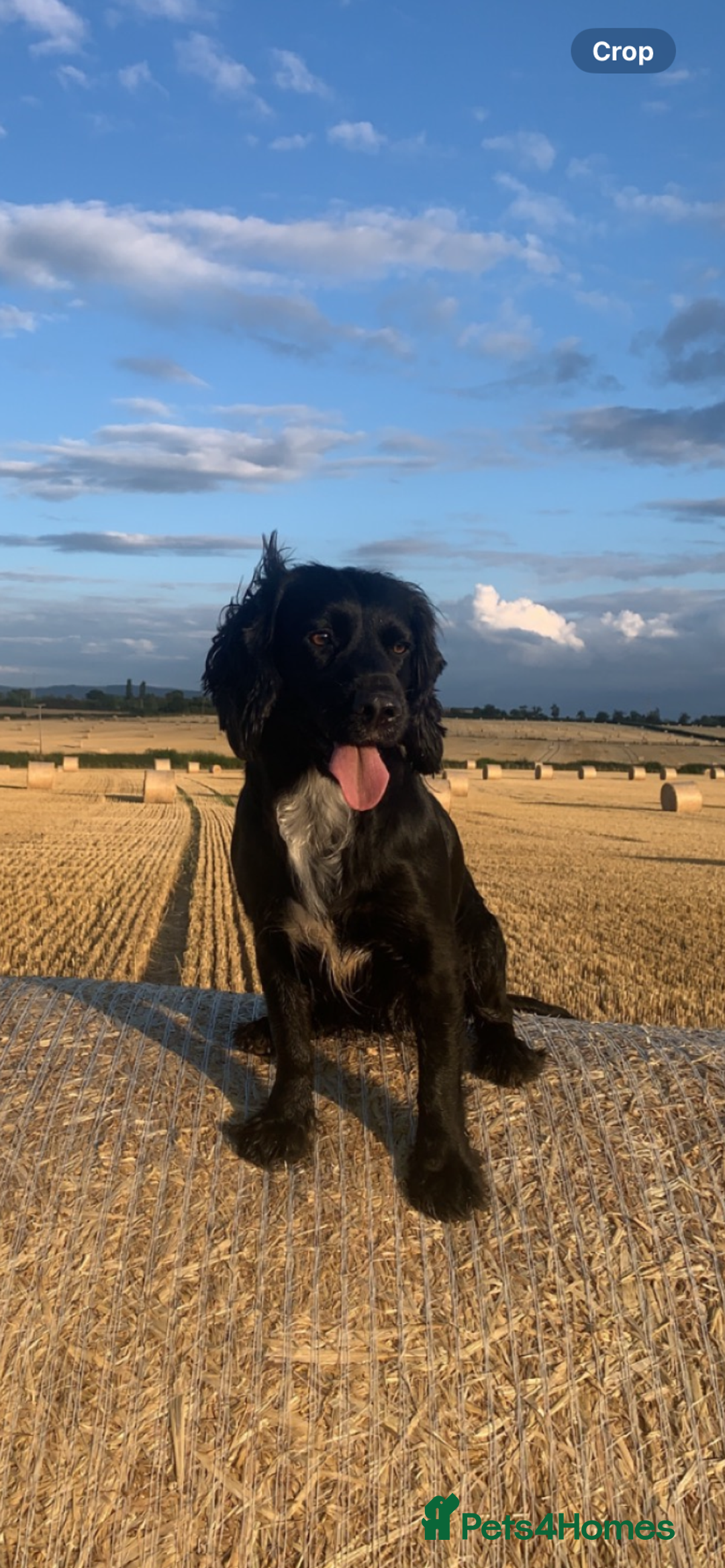 Cocker Spaniel dogs for sale: Beautiful KC reg working cocker spaniel puppies - Advert 8
