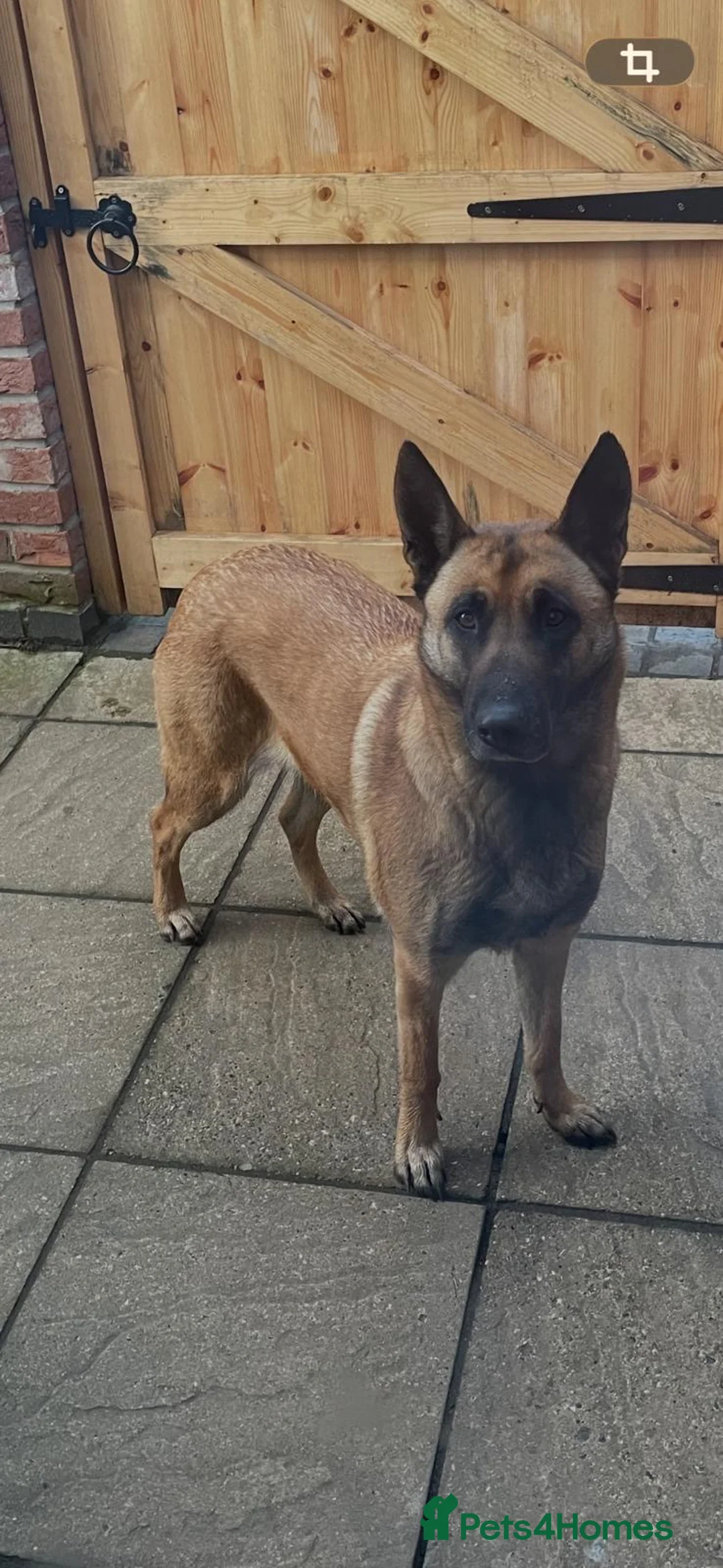 Belgian Shepherd Dog dogs for sale: Malinos  in Norwich - Advert 1