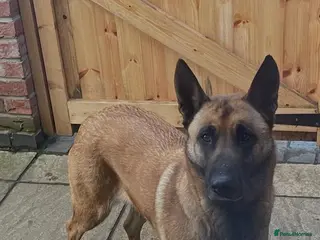 Belgian Shepherd Dog dogs Malinos in Norwich - Advert 2