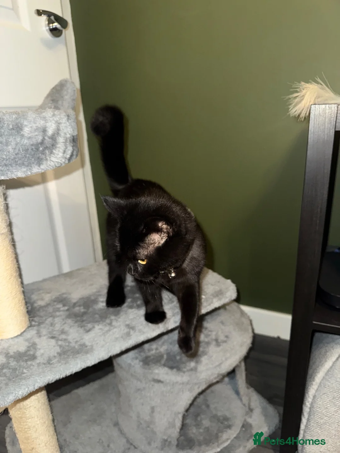 Mixed Breed cats for sale: Female kitten  in Leeds - Advert 2