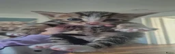 Mixed Breed cats for sale: Bengal Cross Kittens Ready for a Loving Home in Doncaster - Advert 9
