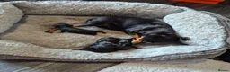 Miniature Pinscher dogs for sale: 4 Kc Registered Mini Pinschers  - Advert 13