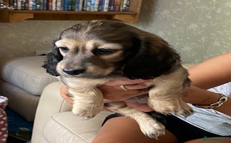 Miniature Dachshund dogs - Advert 1
