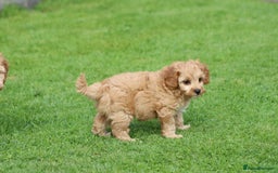 Cockapoo dogs for sale: Beautiful F1 Cockapoo puppies for sale - Image 26