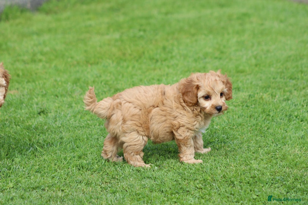 Cockapoo dogs for sale: Beautiful F1 Cockapoo puppies for sale - Image 26