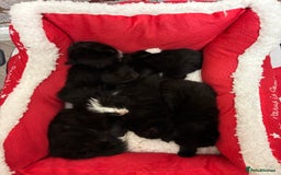 Mixed Breed cats for sale: Maine coon/ BomBay kittens  - Image 9