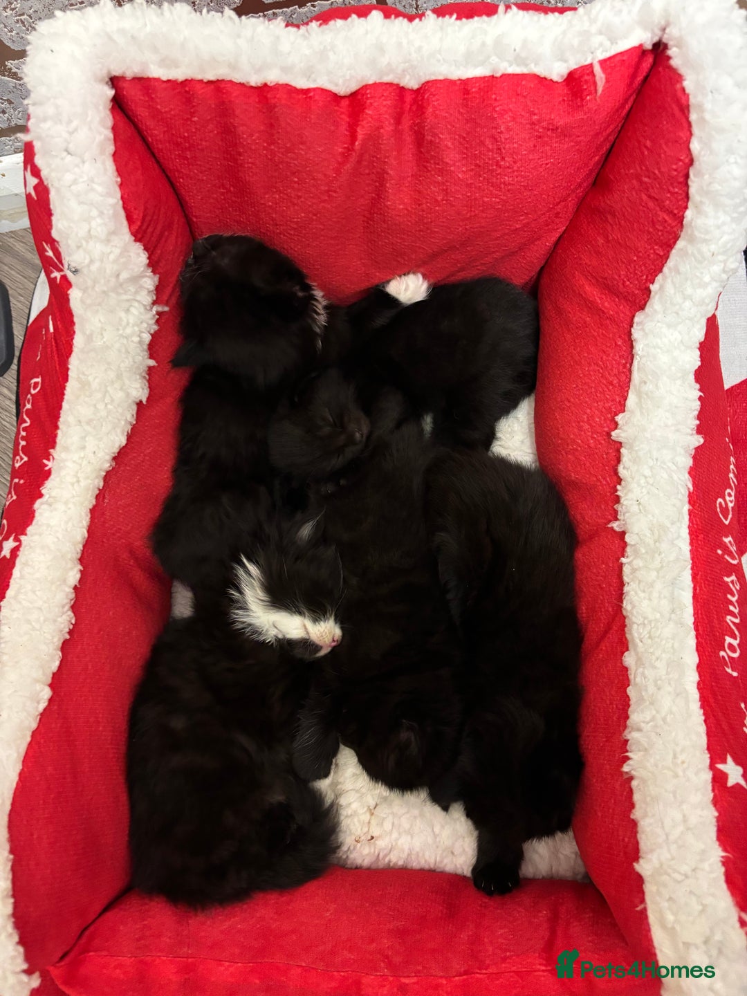Mixed Breed cats for sale: Maine coon/ BomBay kittens  - Image 9