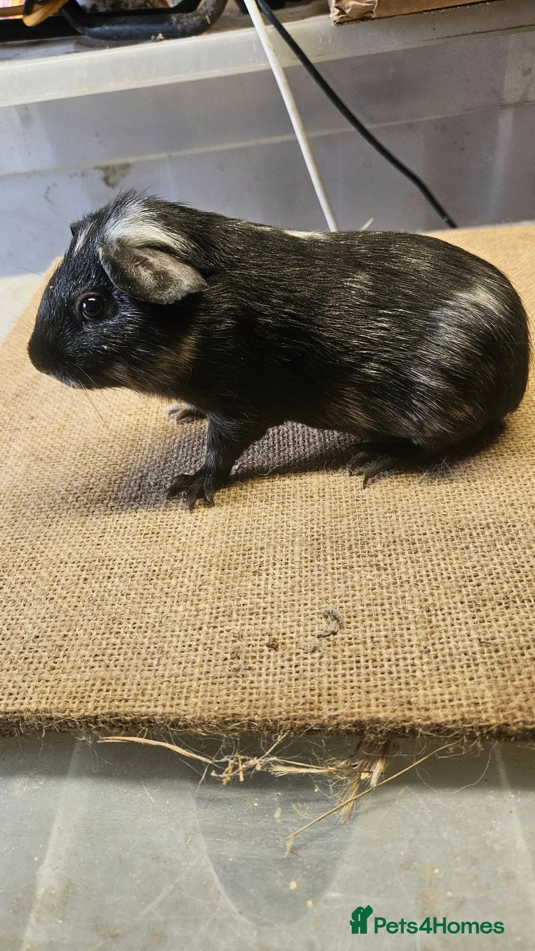 Guinea Pig rodents for sale: Beautiful swiss and pet baby boar and older sows - Advert 12