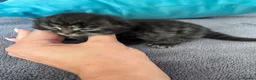 Mixed Breed cats for sale: Ragdoll cross Maine Coon kittens  - Advert 12