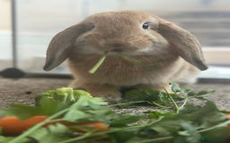 English Lop rabbits for sale: Bambino - Image 4