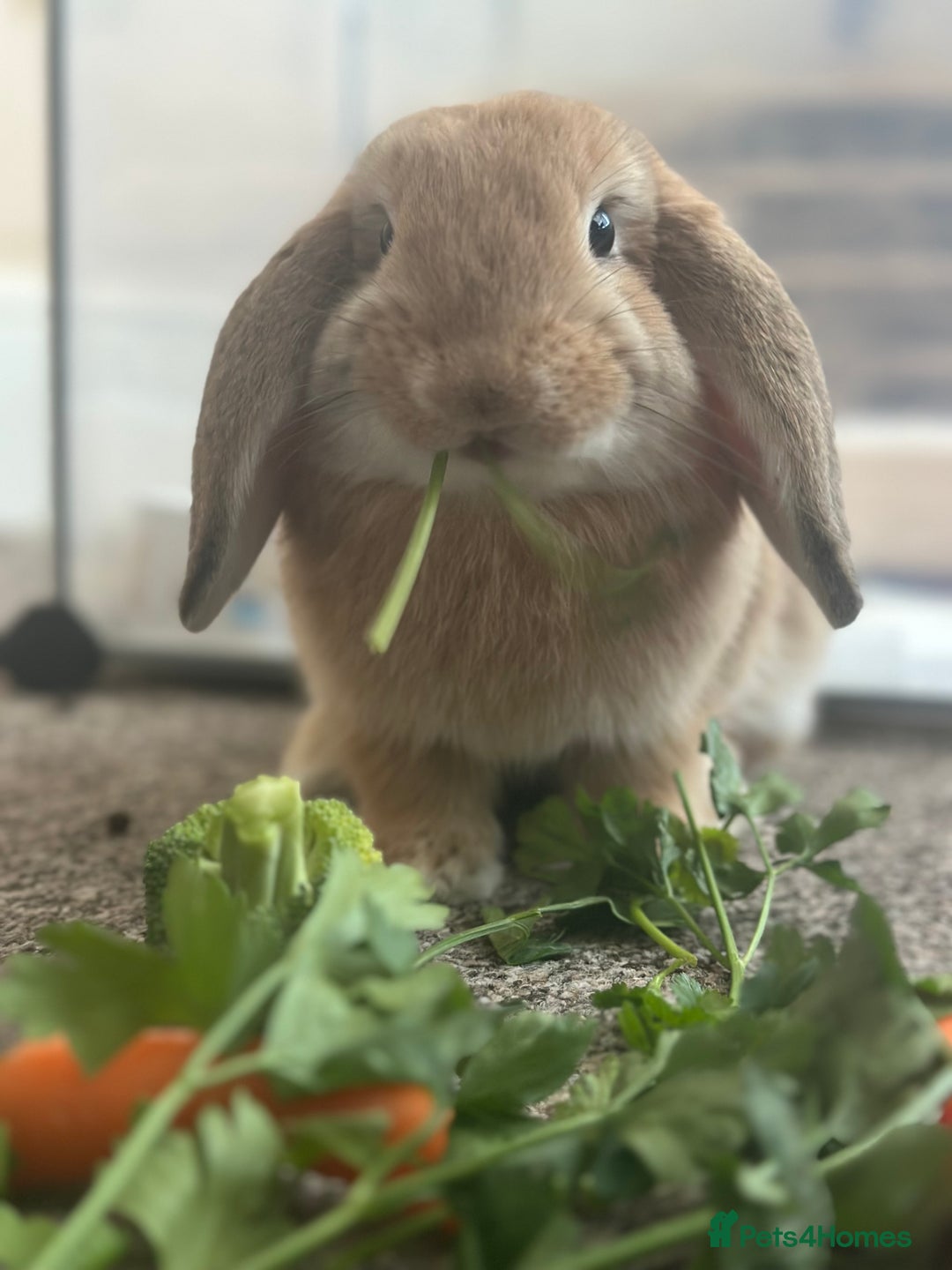 English Lop rabbits for sale: Bambino - Image 4