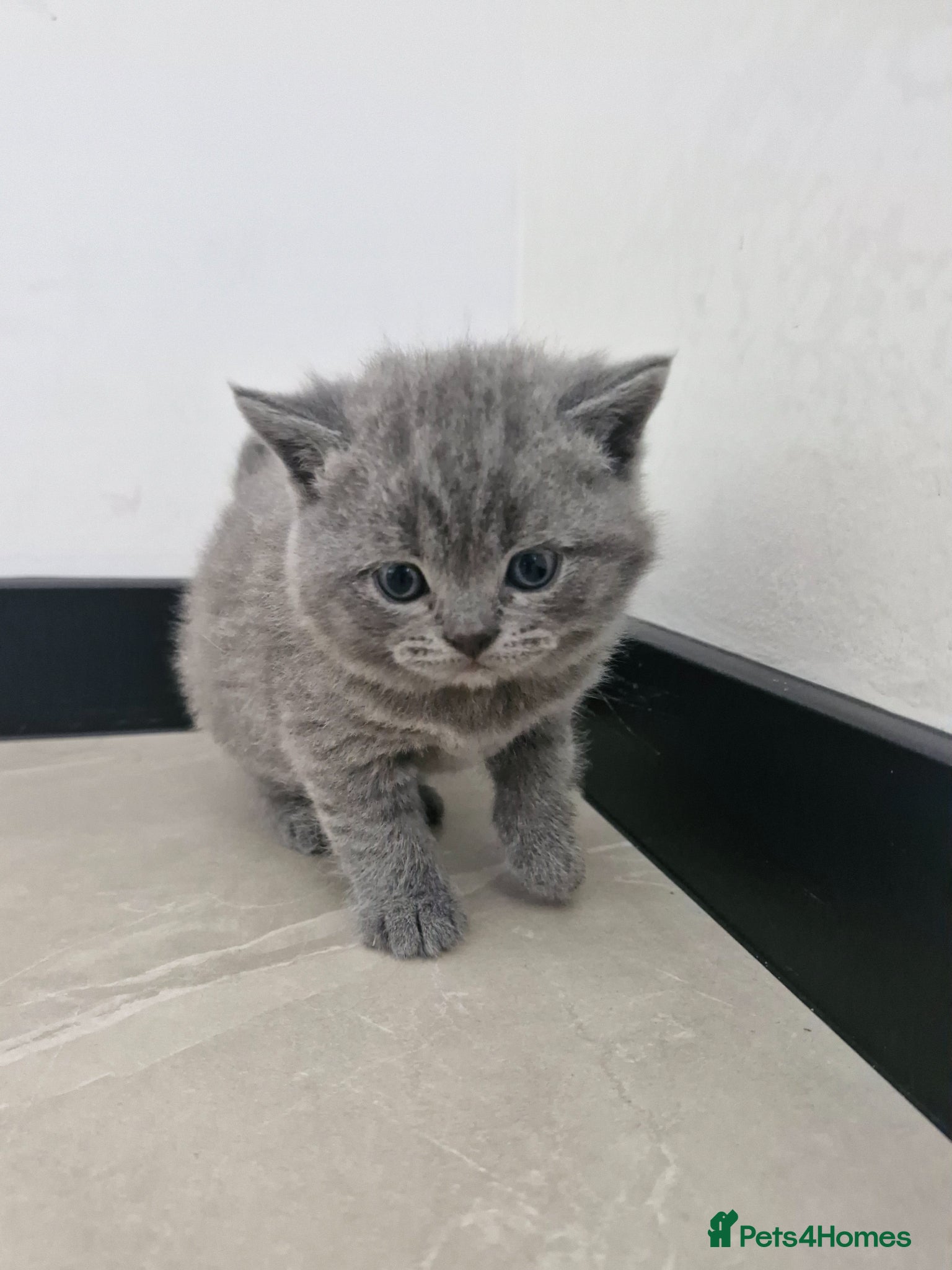 British Shorthair cats 4 Kittens for sale - Advert 1