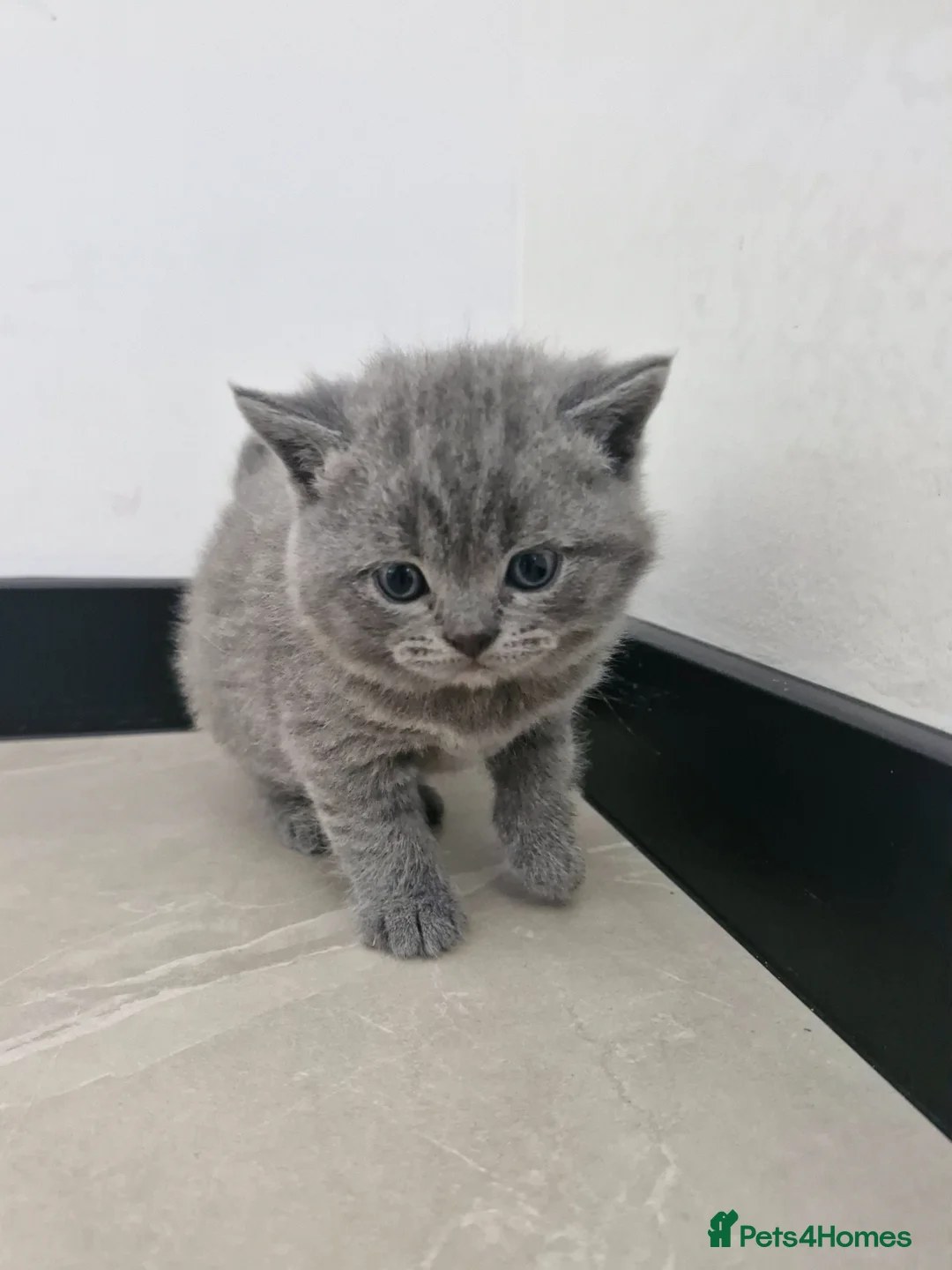 British Shorthair cats for sale: 4 Kittens for sale - Advert 1