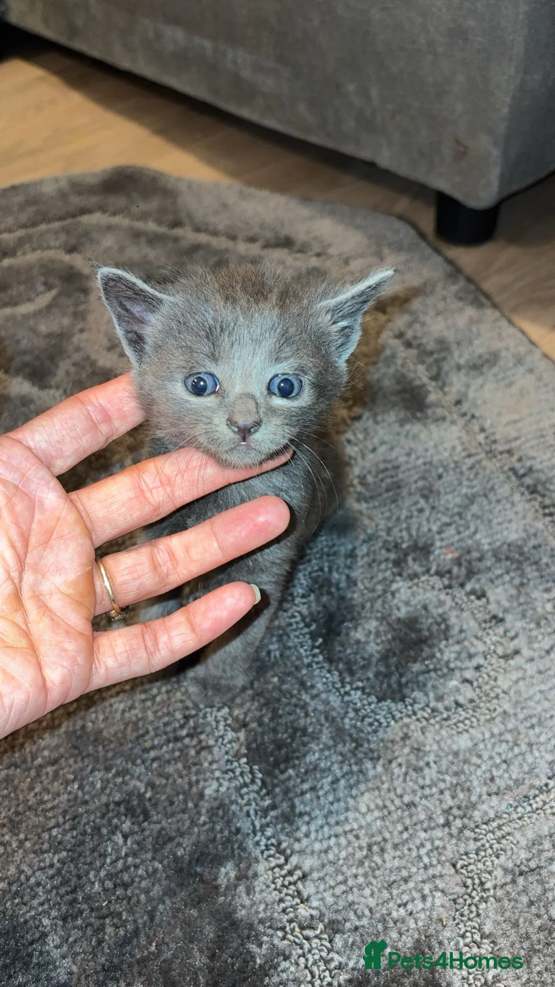 British Shorthair cats for sale: 2 Beautiful British shorthair kittens  - Advert 2