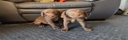 Labrador Retriever dogs for sale: 8 Beautiful Chocolate Labrador Puppies in Ingatestone - Advert 7