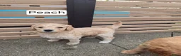 Labradoodle dogs for sale: Standard Multigeneration Labradoodle Backcross - Advert 19