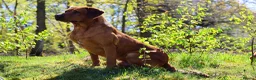 Labrador Retriever dogs for stud: 0/0 Hips & elbows fox red labrador - Advert 4