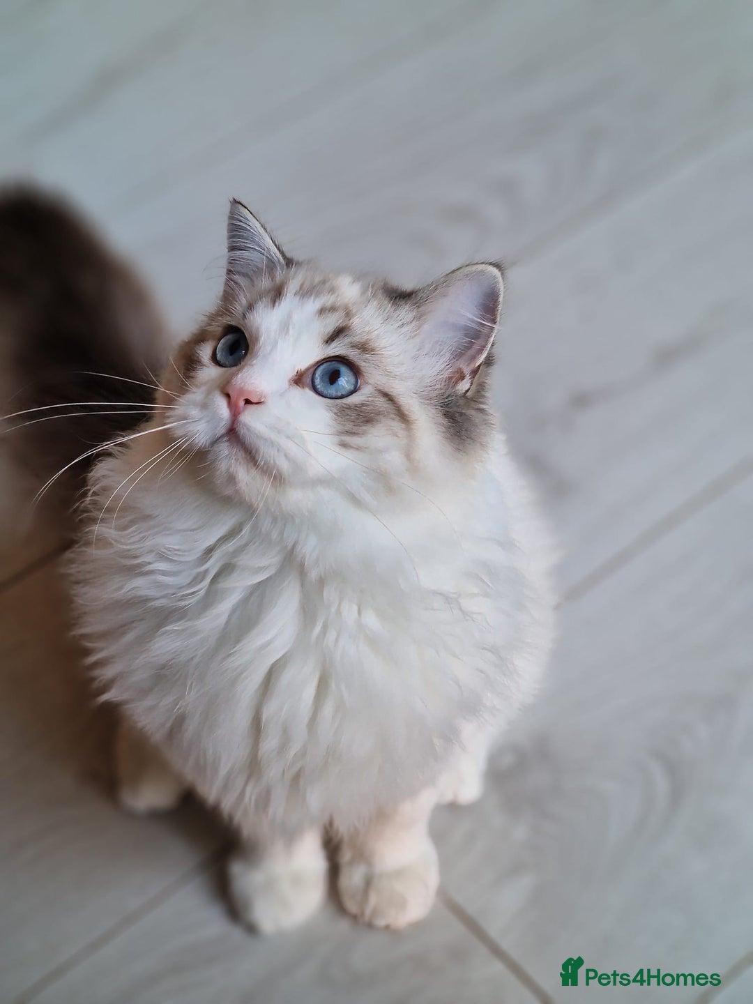 Ragdoll cats for sale: Gccf tica register kittens - Advert 7