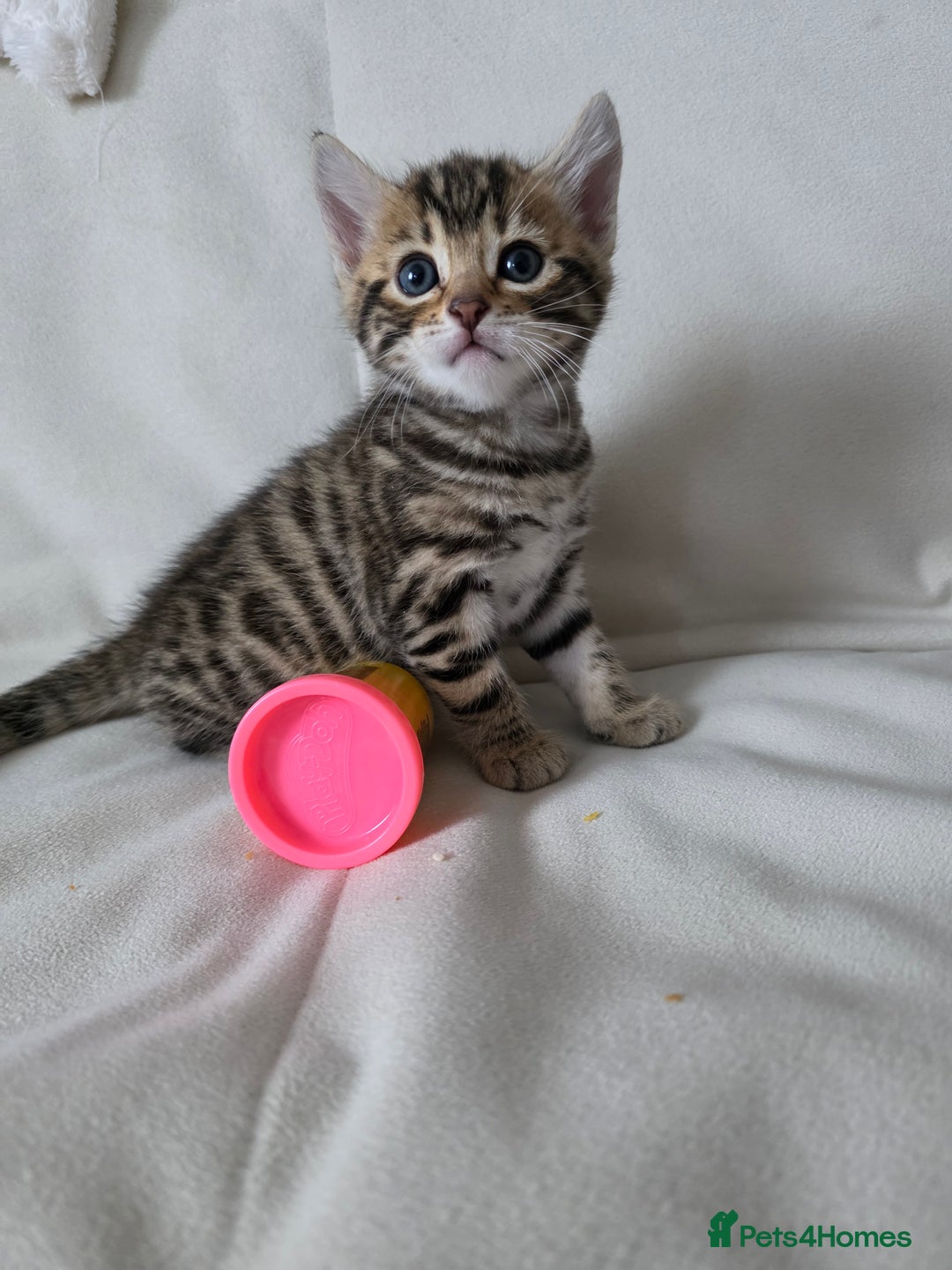 Bengal cats for sale: Beautiful bengal cross kittens - Advert 21