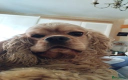 Mixed Breed dogs for sale: CavalierxCocker Spaniel Puppies -Both Parents Here - Image 22