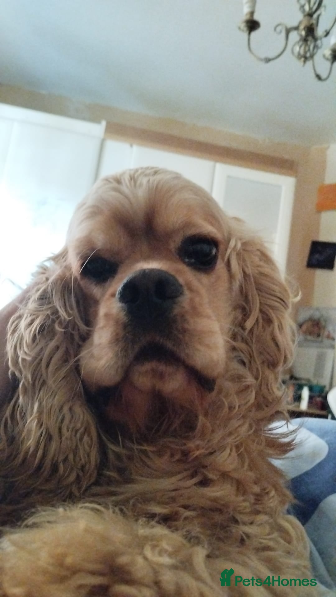 Mixed Breed dogs for sale: CavalierxCocker Spaniel Puppies -Both Parents Here - Image 22