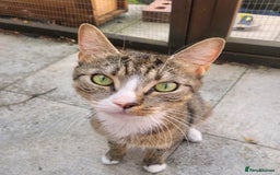 Mixed Breed cats for adoption: ALPHA - Image 4