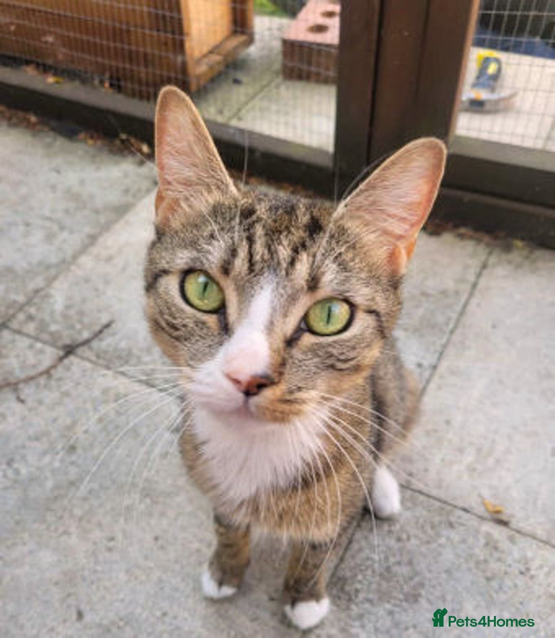 Mixed Breed cats for adoption: ALPHA - Image 4