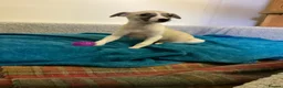 Whippet dogs for sale: Whippet  - Advert 14